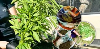 Descoperire în cadrul unei operațiuni antidrog: aproximativ 600 de plante suspecte și canabis uscat, găsite la Orhei