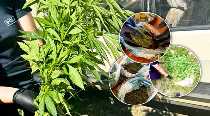 Descoperire în cadrul unei operațiuni antidrog: aproximativ 600 de plante suspecte și canabis uscat, găsite la Orhei