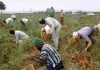 Mii de muncitori migranți, exploatați în fermele din Italia: muncesc 12 ore pe zi pentru salarii de câteva zeci de euro