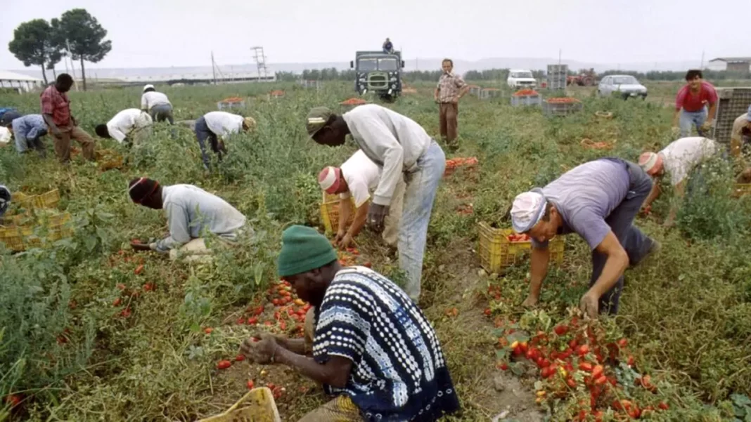 scalvie-moderna-italia-munci-agricole-1024x558