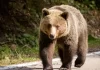 O tânără ucraineancă a ajuns la spital după ce a fost mușcată de un urs în România