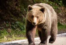 O tânără ucraineancă a ajuns la spital după ce a fost mușcată de un urs în România
