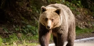 O tânără ucraineancă a ajuns la spital după ce a fost mușcată de un urs în România