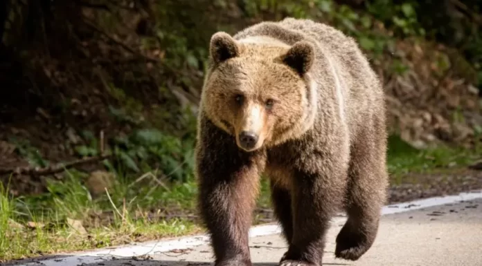 O tânără ucraineancă a ajuns la spital după ce a fost mușcată de un urs în România