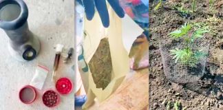 Cânepă, marijuana și mefedronă, depistate în urma unor percheziții desfășurate la Drochia