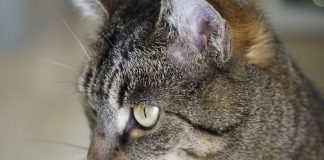 Pisică împușcată mortal după ce ar fi intrat repetat într-un apartament. Poliția investighează cazul