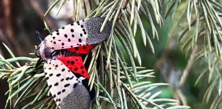 O insectă periculoasă pentru vița-de-vie, depistată pentru prima dată în Moldova