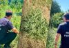 Plante de cânepă, depistate pe terenuri din Botanica și Râșcani. Proprietarii sunt cercetați