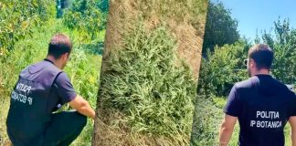 Plante de cânepă, depistate pe terenuri din Botanica și Râșcani. Proprietarii sunt cercetați