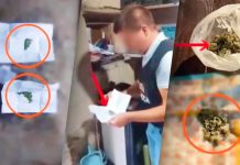 Percheziții antidrog la Soroca: Plante de cânepă și marijuana, ridicate din locuințele a doi bărbați