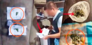Percheziții antidrog la Soroca: Plante de cânepă și marijuana, ridicate din locuințele a doi bărbați