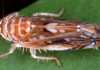 ANSA: Un organism dăunător de carantină, depistat în plantațiile viticole din Republica Moldova