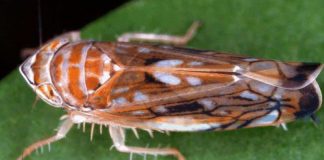 ANSA: Un organism dăunător de carantină, depistat în plantațiile viticole din Republica Moldova