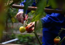 Un tânăr român de 19 ani a murit în Italia, după ce i s-a făcut rău în timp ce culegea roșii