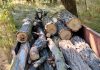Un cetățean a alertat poliția după ce a observat arbori tăiați și lemne transportate cu un motocultor