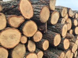 Victoria Furtună anunță sprijin juridic pentru cei care vor denunța abuzuri la controalele lemnelor